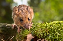 Število primerov mišje mrzlice letos enormno poraslo, ena oseba je umrla