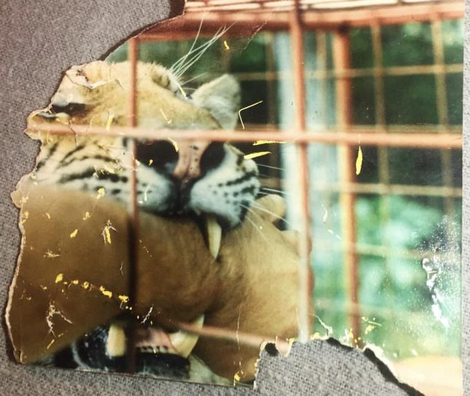 "Moj oče se je po spletu okoliščin igral s tigrom, ko ga je ta nenadoma ugriznil v roko. Namesto da bi se takoj poskusil rešiti, je dogajanje raje fotografiral z drugo roko. Na srečo tigrov ugriz roke ni preveč poškodoval, oče jo ima še danes," je slabše ohranjeno fotografijo opisal uporabnik AfrikaPanther. | Foto: Reddit / AfrikaPanther