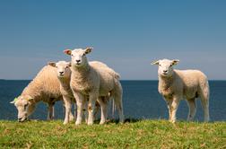 Tatovi živali v Sloveniji, med zadnjimi izginili štiri ovce in oven