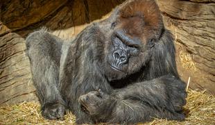 Koronavirus potrdili tudi pri gorilah v živalskem vrtu #video