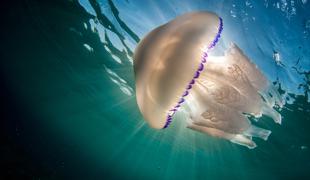 Meduze bi lahko uporabili kot ekološki filter