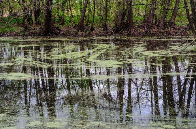 alge voda jezero narava | Foto: 