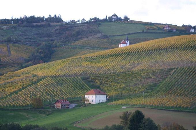 Prenovljena viničarija pod ritozonjskimi vinogradi, kjer nastajajo izdelki iz starih sodov | Foto: osebni arhiv Aleša Wenzla