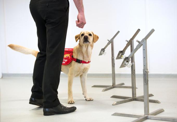 Eden od večjih uspehov angleške človekoljubne organizacije Medical Detection Dogs je usposabljanje psov za odkrivanje malarije, ki še vedno jemlje velik krvavi davek v nekaterih delih sveta. | Foto: LSHTM