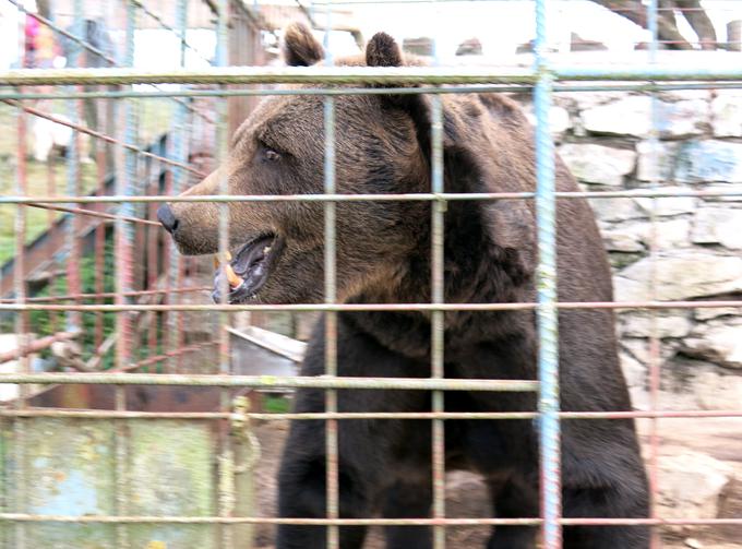 Tudi turistična kmetija Abram ima lepo število živalskih prebivalcev - med njimi je velikanski medved Mitko. | Foto: Miha First