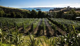 Novozelandci subvencionirajo dietna vina
