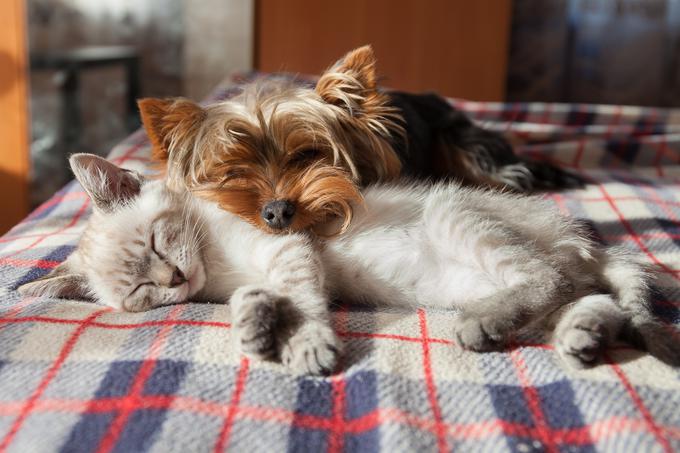 pes, maček, kuža, hišni ljubljenček | Foto: Getty Images