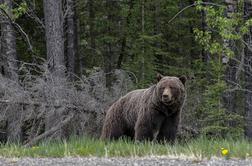 Grozljivo: medved zvlekel žensko iz šotora in jo ubil