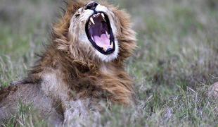 Tragična usoda afriških levov