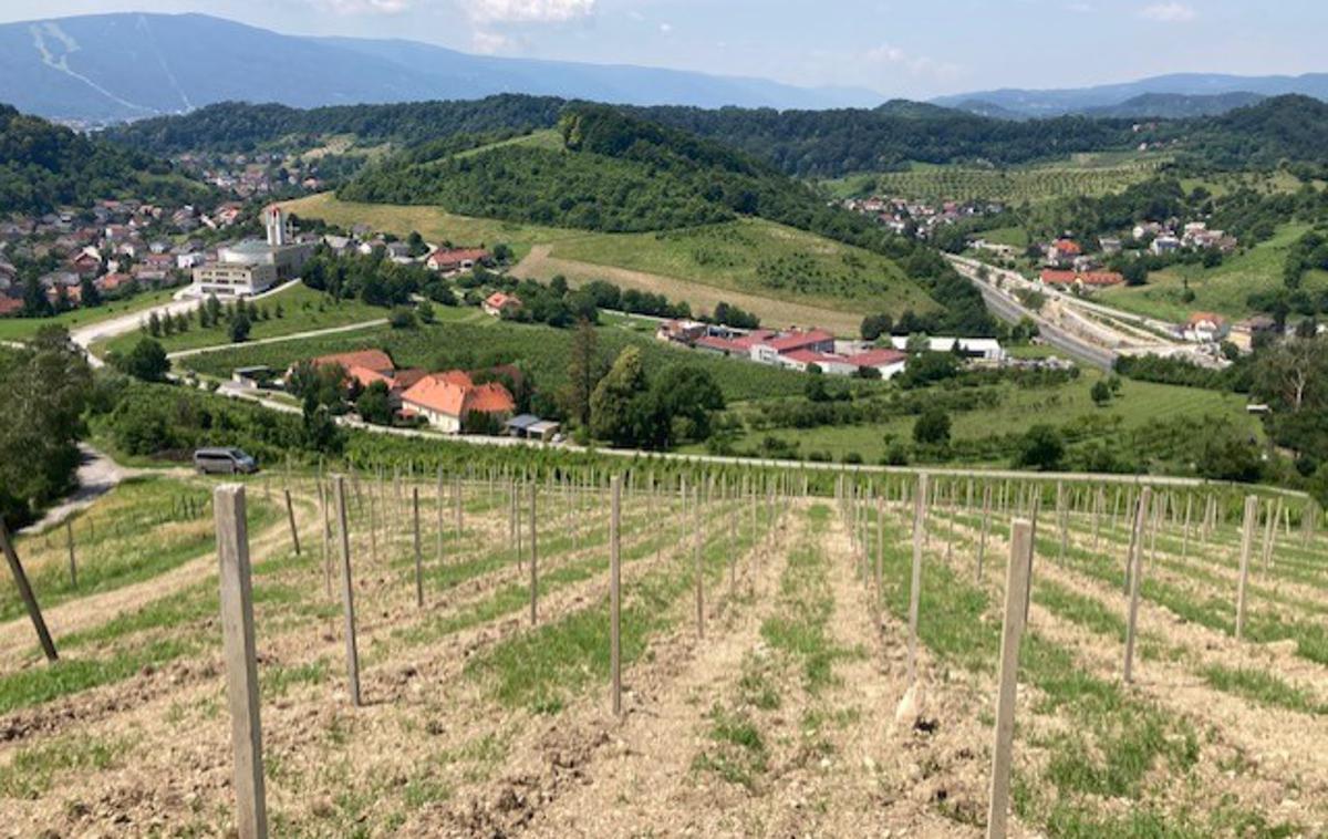 Vinograd Maribor Košaki | Trsje je že gnalo in imelo približno deset centimetrov dolge mladike, posadili so jih namreč 12. maja. | Foto Matjaž Mak