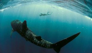 V Indoneziji odkrili "hodečega" morskega psa
