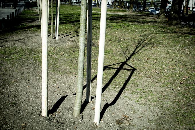 Mlada drevesa so osvežila podobo drevoreda, na katerem so se pod bremenom časa nabirale škrbine. | Foto: Ana Kovač