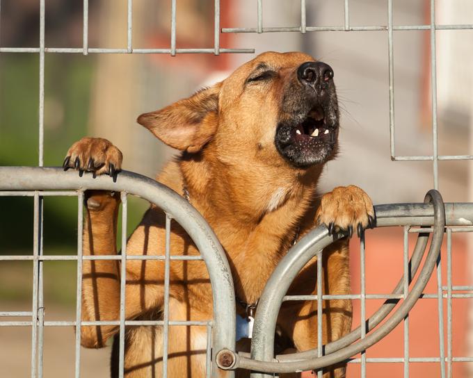 Proti lastniku psa lahko ukrepa tisti, ki ga moti prekomeren hrup. Fotografija je simbolična. | Foto: Thinkstock