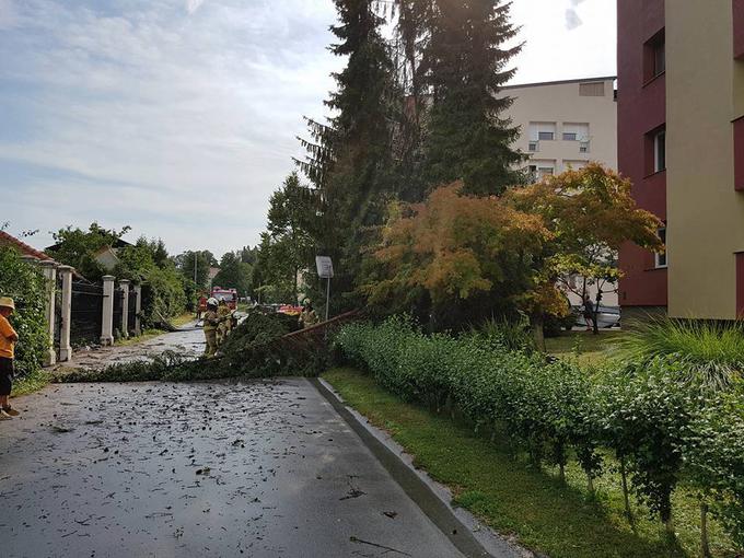 vreme, neurje, ptuj, drevesa | Foto: Alen Iljevec