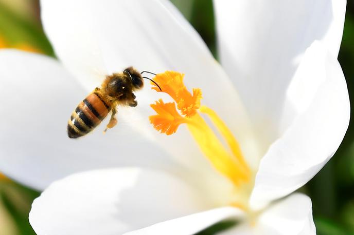 Cvetni prah čebela | Foto Reuters