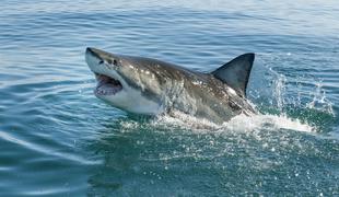 Poglejte, katerega morskega psa so se ustrašili turisti # video