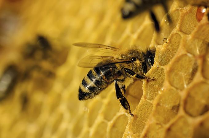 Čebele imajo zdravilno moč. | Foto: Thinkstock