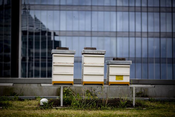 Na strehi poslovne stavbe A1 Slovenija imajo že od leta 2017 čebelje panje, kjer zdaj prebiva šest čebeljih družin. | Foto: Ana Kovač