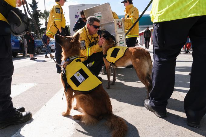 Reševalni psi nemške gasilske in reševalne službe stojijo pred letališčem Adana v Adani v Turčiji.  | Foto: Reuters
