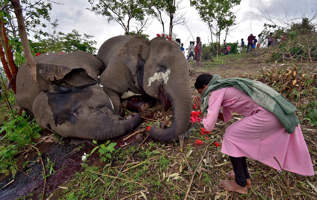 slon | Domačine je množična smrt slonov hudo prizadela.  | Foto Reuters