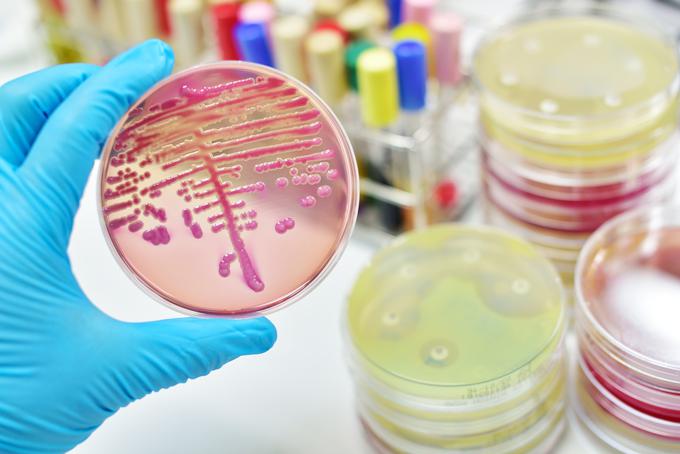 bakterije zdravila laboratorij | Foto: Getty Images