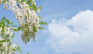 Sladki konec tedna: Naj zadiši po ocvrtih cvetovih akacije