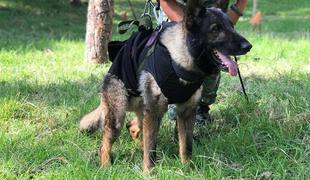 Med iskanjem preživelih v Turčiji življenje izgubil reševalni pes Proteo #video