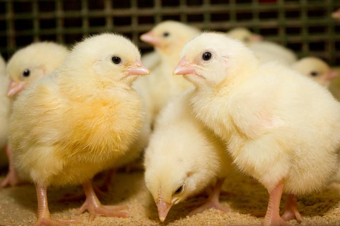 piščanci | Slika je simbolična. | Foto Getty Images
