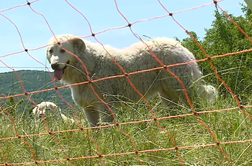 Obramba pred zvermi: kmetje s psi čuvaji opažajo manj pokolov #video