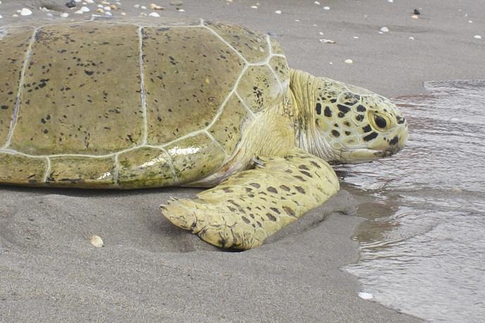 morska želva | Magnetorecepcija med drugim omogoča velikim morskim želvam vrnitev na plažo, kjer so začele svojo življenjsko pot. | Foto Reuters