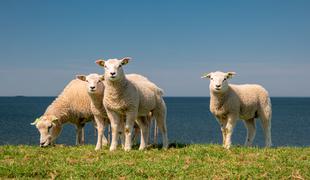 Tatovi živali v Sloveniji, med zadnjimi izginili štiri ovce in oven