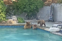 Medvedi v bazenu