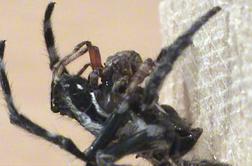 Slovenski znanstveniki odkrili oralni seks pri pajkih (video)