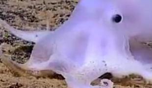 Pri Havajih odkrili hobotnico, podobno duhu (video)