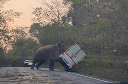 Tako je slon obračunal z voznikom, ki se mu ni hotel umakniti #foto