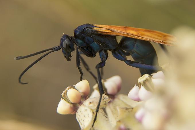 Če kje vidite to žuželko, je raje ne poskusite ujeziti. Zakaj, lahko preberete v spodnjih vrsticah.  | Foto: Thinkstock