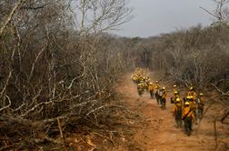 V gozdnih požarih v Boliviji poginilo prek dva milijona živali