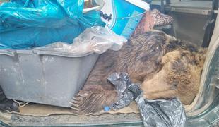 Dalmacija: prevažal ustreljenega rjavega medveda, carinikom lagal, da je srnjak