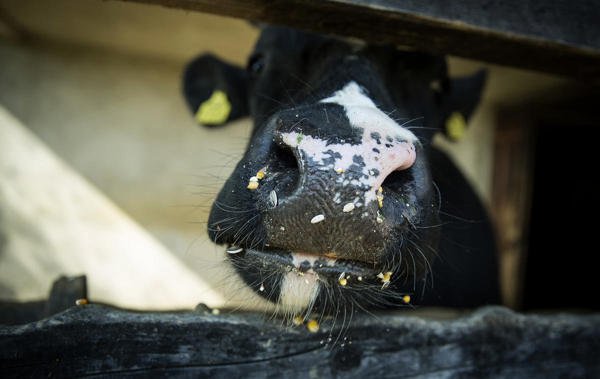 Stanko Valpatič ekološka kmetija vegan veganski izdelki Za naravo Društvo za osvoboditev živali krava veganstvo hrana | Foto Ana Kovač