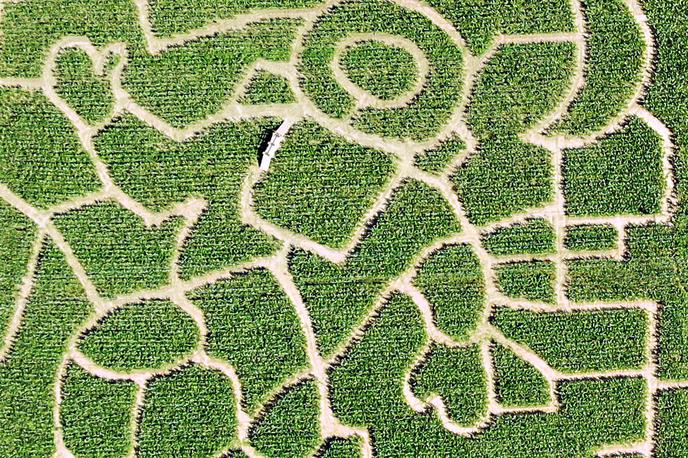 koruzni labirint Krtina | Foto Koruzni labirint Krtina