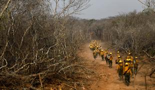 V gozdnih požarih v Boliviji poginilo prek dva milijona živali
