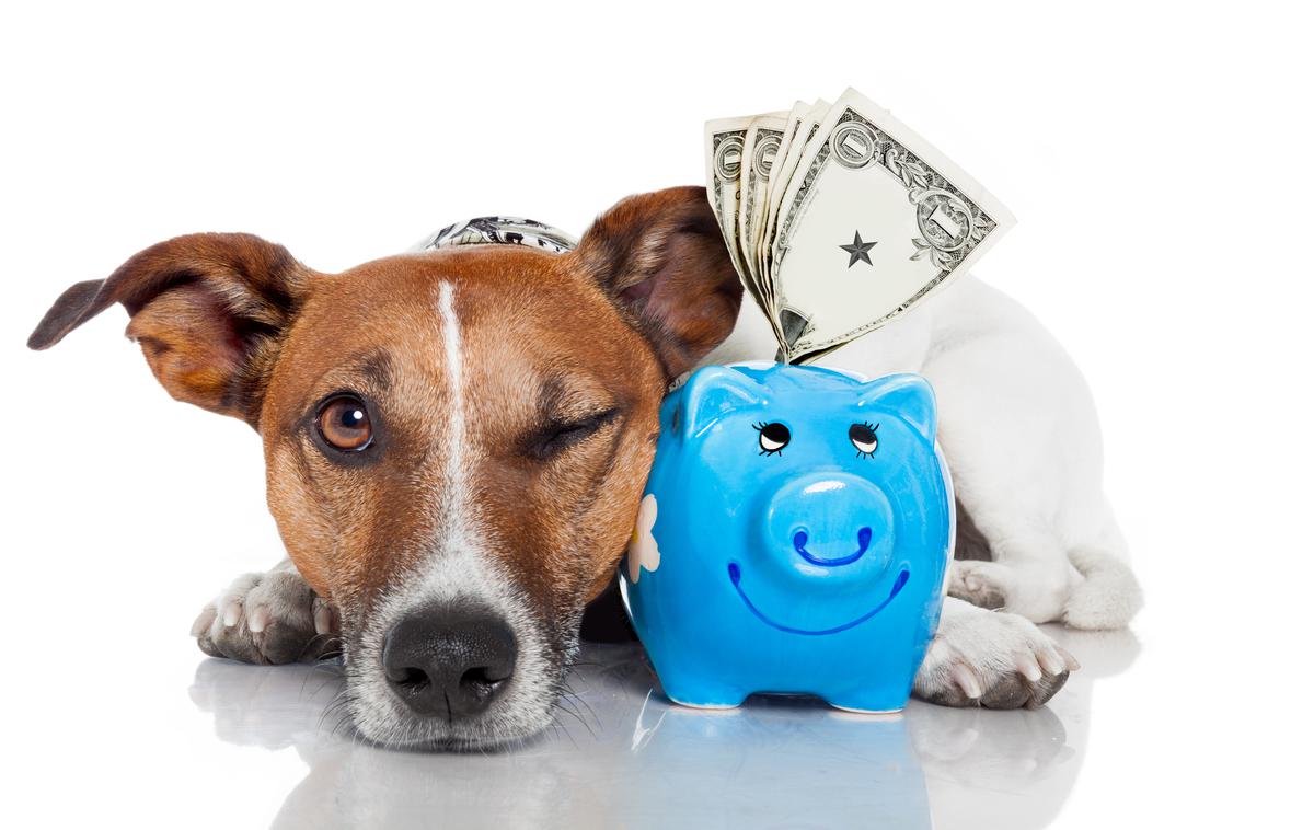 kuža pes denar šparovček banka živali | Foto Thinkstock
