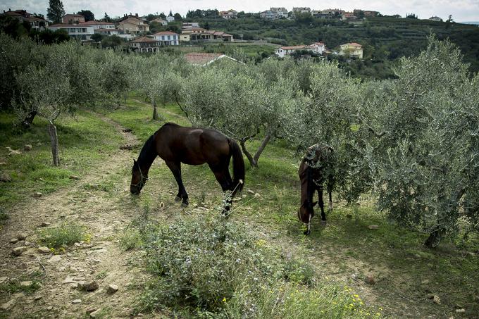 Konji oljke pustijo pri miru, ker so jim sadeži pregrenki. | Foto: Ana Kovač