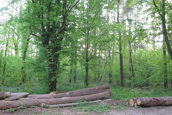 Delavci so v teh dneh začeli sečnjo štirih hektarjev Rogoškega gozda. | Foto: STA ,