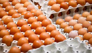 Omejitev ponudbe jajc iz baterijske reje tudi pri trgovcu Tušu