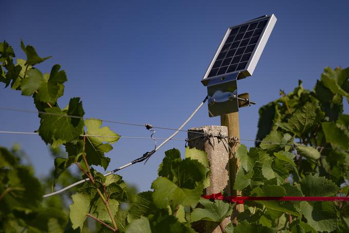 Pasti kot osrednji gradnik pametnega vinograda ne porabljajo energije in ne zahtevajo priključka, saj se napajajo z elektriko iz povezane sončne celice. | Foto: Ana Kovač