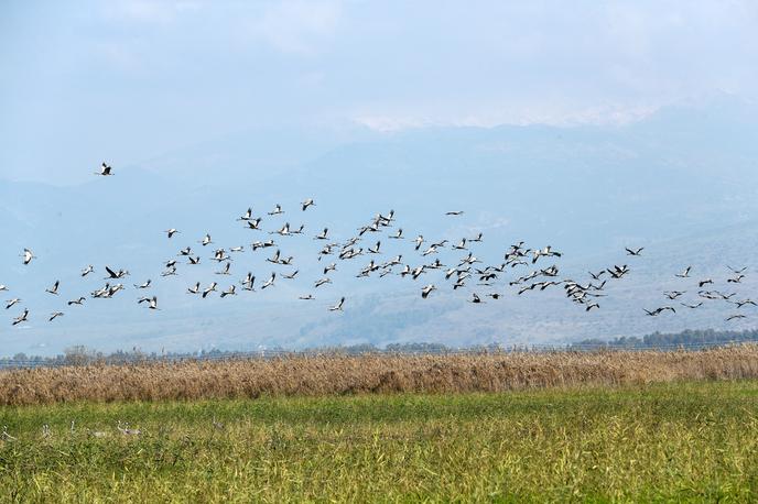 Flu |  V Izraelu je bolezen prizadela številne divje ptice, poginilo naj bi na tisoče žerjavov. | Foto Reuters