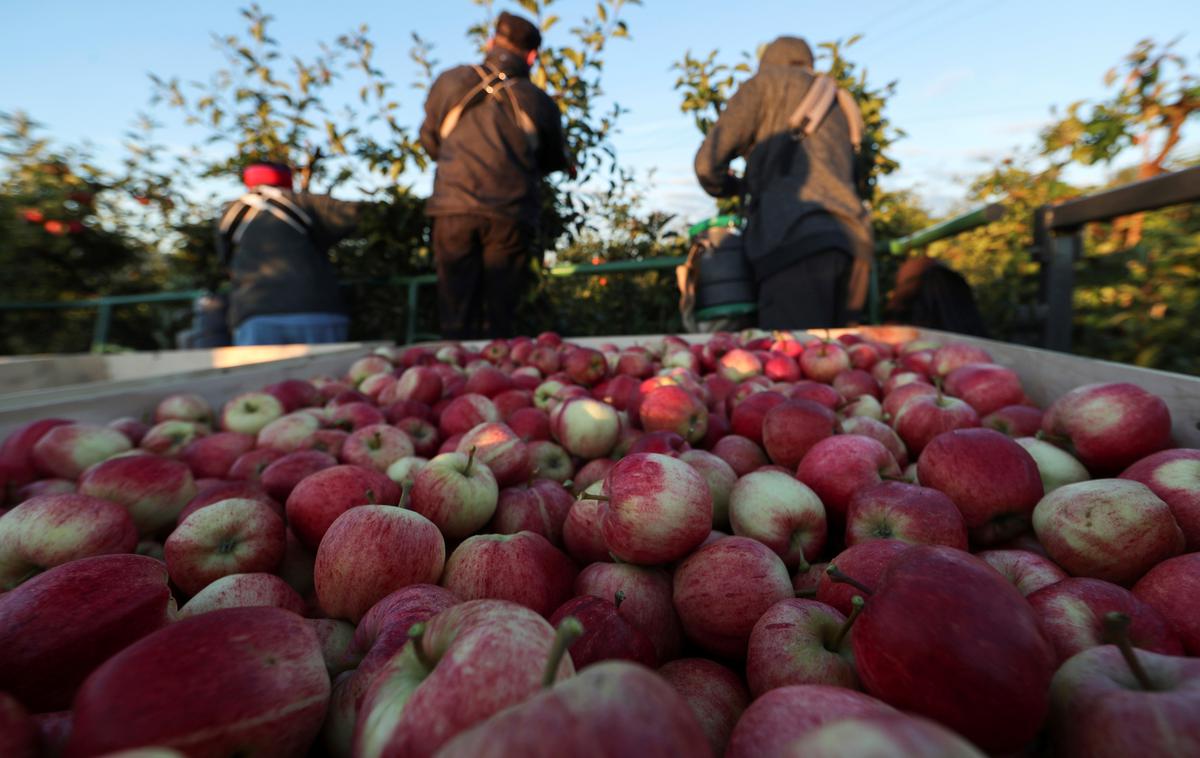 Jabolka | Na Otoku so zaradi pomanjkanja delavcev letos morali zavreči na tone sadja in zelenjave. To število je ekvivalentno 16 milijonom jabolk. | Foto Reuters