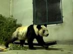 panda Ya Ya, Kitajska