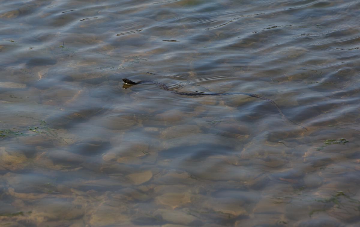 Kača | Turisti so s čolna pri Tribunju posneli kačo, ki je priplavala po morju in se splazila na obalo.  Fotografija je simbolična.  | Foto Shutterstock